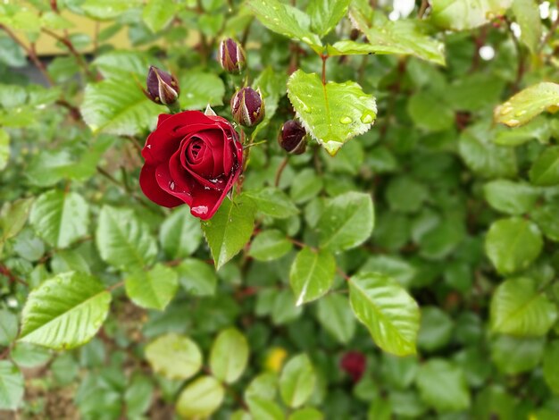 Rosa com gotas de água Arbusto de rosas vermelhas Bud em um fundo de folhagem verde fresca Orvalho ou os efeitos da chuva em uma planta Bokeh turva