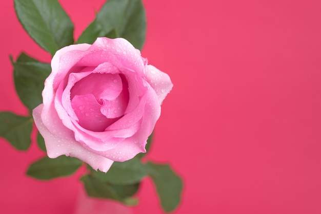 Rosa com gotas de água no fundo rosa