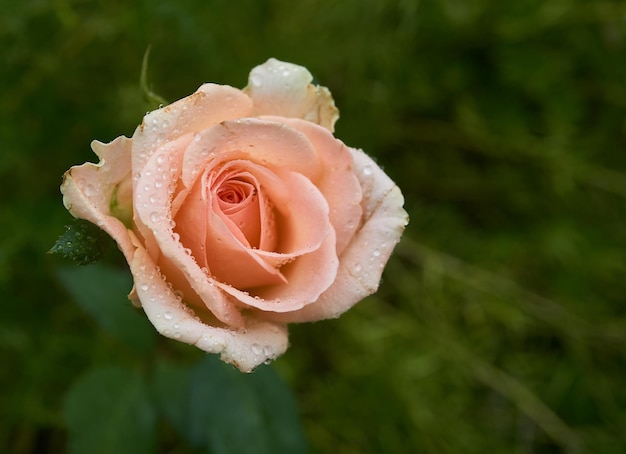 Rosa com orvalho depois da chuva