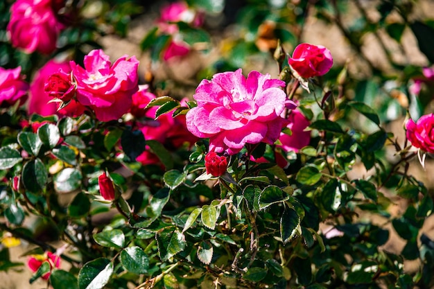 rosa contra un fondo de follaje en un cálido jardín de verano