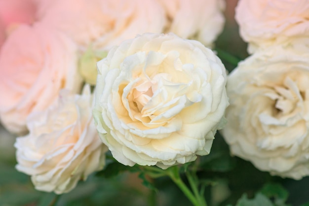 Rosa cor-de-rosa com folhas verdes na flor Eden roze da estufa