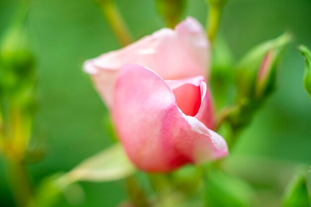 Rosa cor de rosa em um arbusto fechar macro