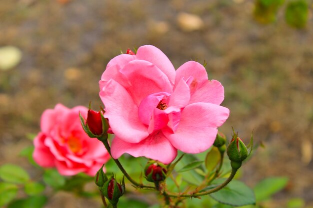 Rosa cor de rosa no jardim