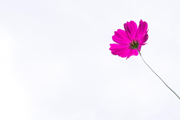 Foto rosa cosmos flor hermosa floración aislado en el fondo blanco espacio de copia