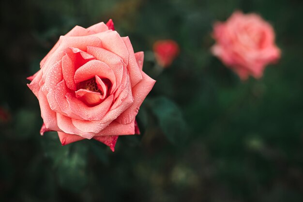 La rosa crece en el jardín jardinería Rose variedad Montana Crecimiento de flores en el jardín