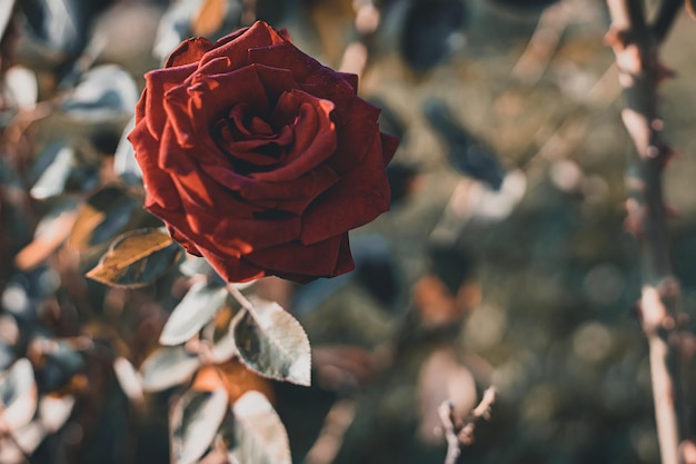 La rosa crece en el jardín en verano.