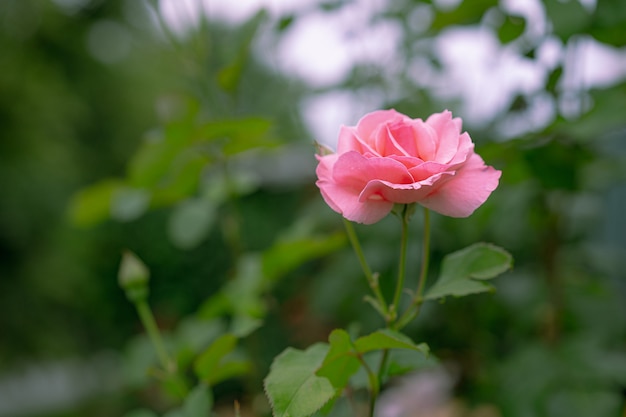 Rosa crescente e florescendo