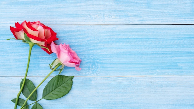 Rosa da rosa e do rosa do vermelho em uma tabela de madeira azul.