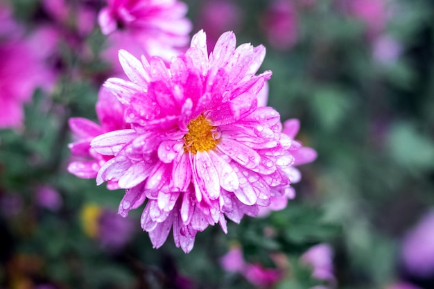 Rosa Dahlie mit Regentropfen im Garten auf verschwommenem Hintergrund