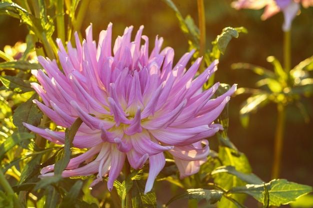 Rosa Dahlienblume auf dem Busch in der untergehenden Sonne, Nahaufnahme