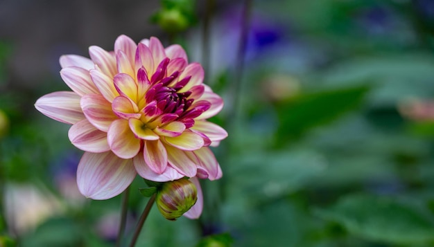 Rosa Dahlienblume auf natürlichem Hintergrund mit Kopierbereich Blumenkarte