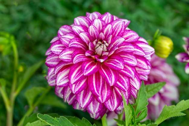 Rosa Dahlienblume im Garten