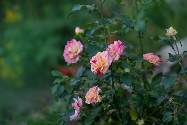 Rosa de chá híbrida amarela e vermelha listrada Claude Monet Rosas Claude Monet