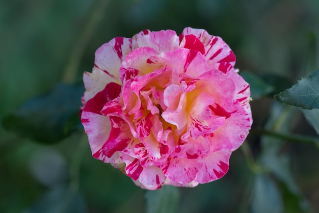 Rosa de chá híbrida amarela e vermelha listrada Claude Monet Rosas Claude Monet