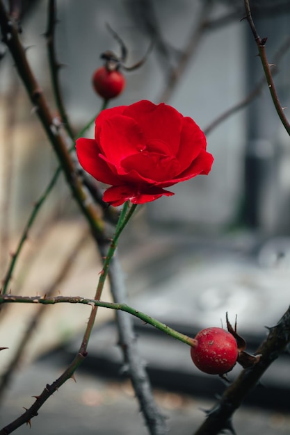 Rosa de chá vermelho florescendo e rosa selvagem já desbotada nos galhos de um arbusto