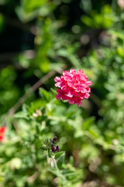 Rosa de cor viva em um jardim idílico de fundo verde