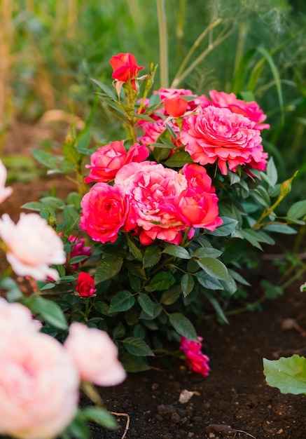 Rosa de jardim rosa em um arbusto no jardim de verão fundo desfocado de vegetação brilhante suculenta a beleza está na natureza uma flor desabrochando