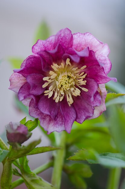 Rosa de natal ou flores primaveris de heléboro que se posicionam na semi-sombra