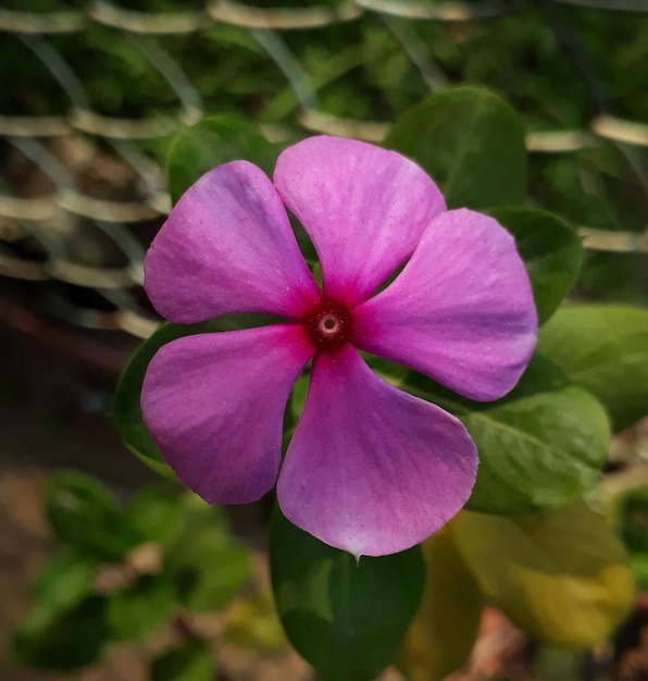 Rosa de pervinca de Madagascar, close-up de uma bela flor de pervinca