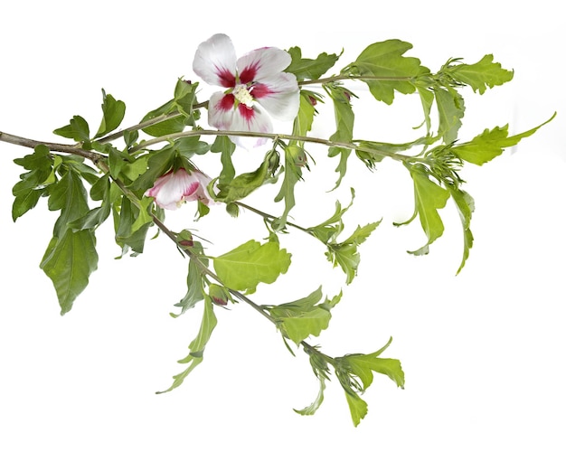 Rosa de Sharon flor isolada em fundo branco nome científico Hibiscus syriacus foto de estúdio