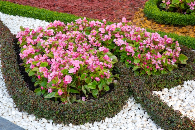 Rosa dekorative Blumen auf einem verzierten Blumenbeet. Botanik und Dekoration von Stadtstraßen