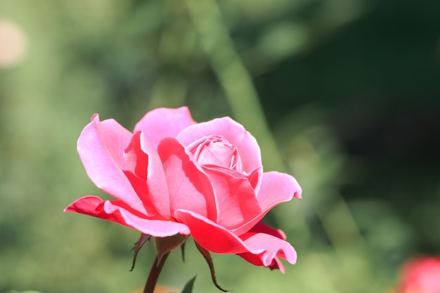 Rosa delicada em um jardim