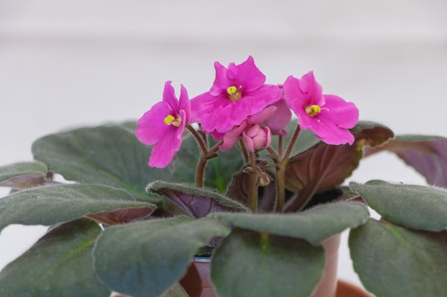 Un rosa delicado Un tiro de violeta africana en flor sobre un fondo blanco