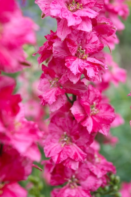 Rosa Delphiniumblume im Garten