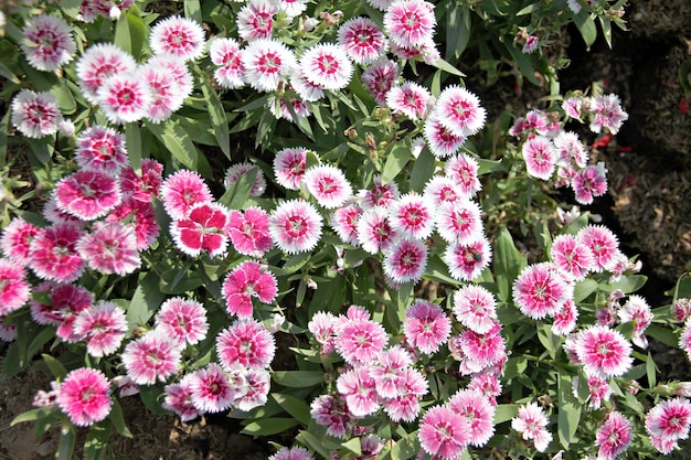 Rosa Dianthus chinensis Blume.