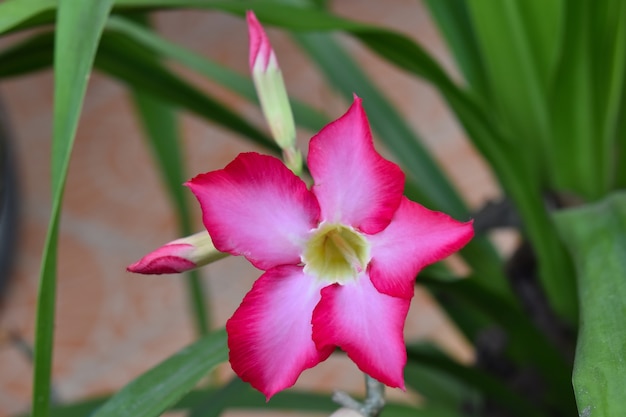 Rosa do deserto; impala lily; mock azalea