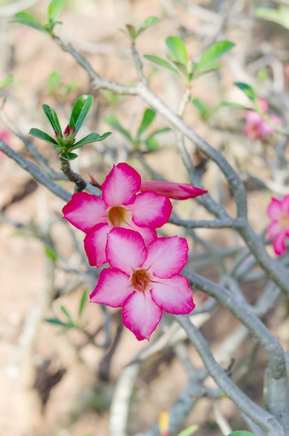 Rosa do Deserto