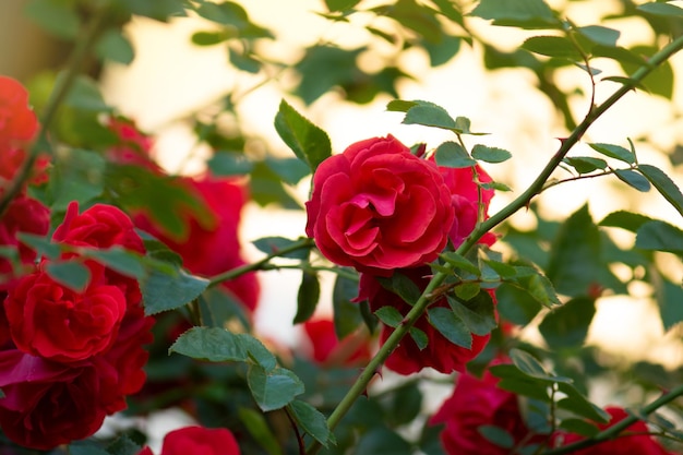 Rosa do parque vermelho florescendo no jardim de rosas
