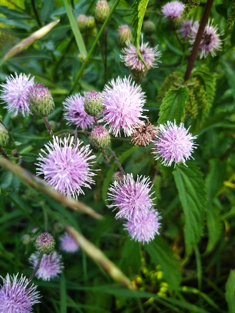 Rosa Dornenblüten