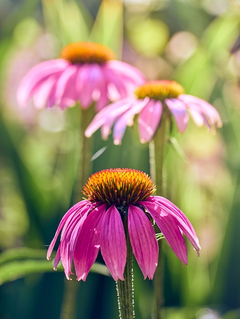 Rosa Echinacea blüht im Garten.