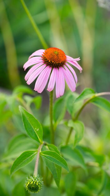 Rosa Echinacea-Blume in der Natur