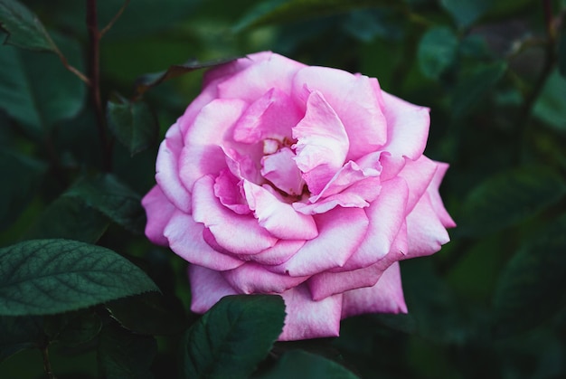 Rosa Eliza Kordes 2004 rosa rosa en el jardín