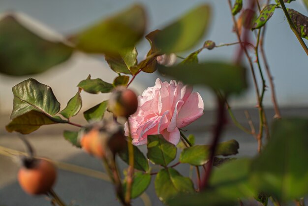 Rosa em flor no jardim na primavera