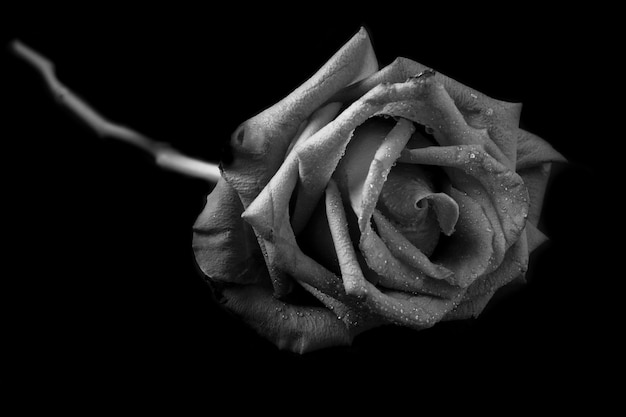 Rosa em preto e branco.
