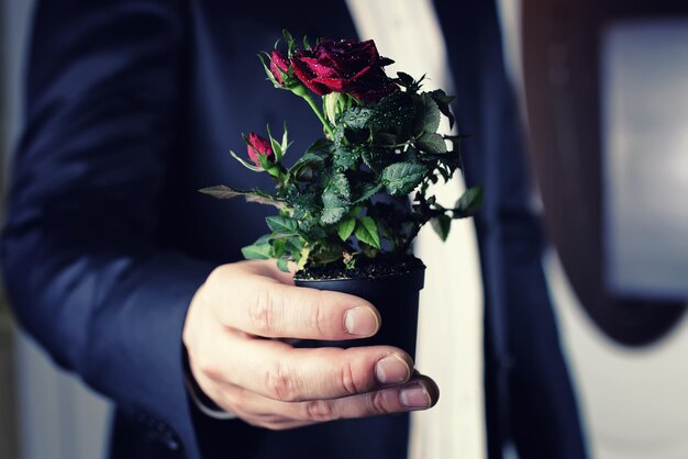 Rosa em um homem de maconha segurar na mão