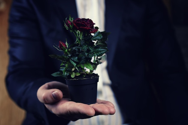 Rosa em um homem de maconha segurar na mão