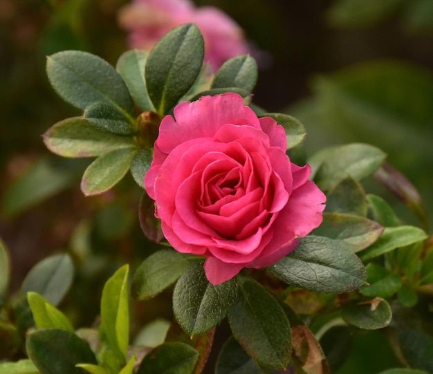 Rosa em um jardim