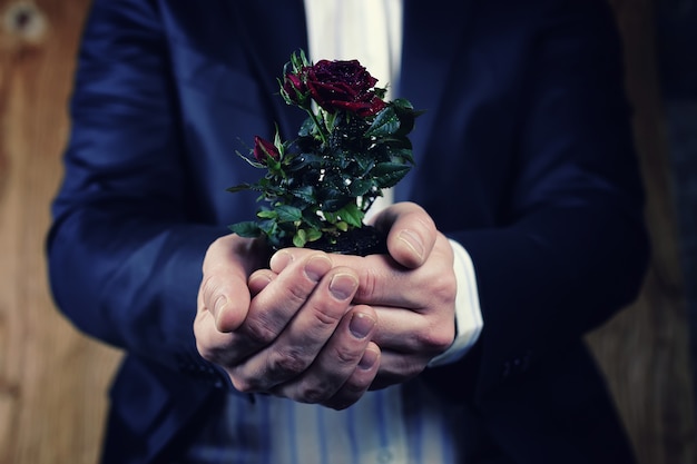 Rosa em uma panela homem segurando na mão