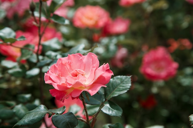 Rosa empfindliche Blumennahaufnahme.