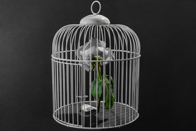 Foto rosa enjaulada en una jaula de pájaros fondo negro