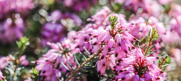 Rosa Erica Carnea Blumen (Winterheide) im Garten im zeitigen Frühjahr. Blumenhintergrund, botanisches Konzept