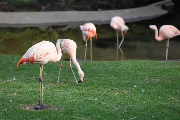 Foto rosa erwachsener flamingo auf einem grasboden