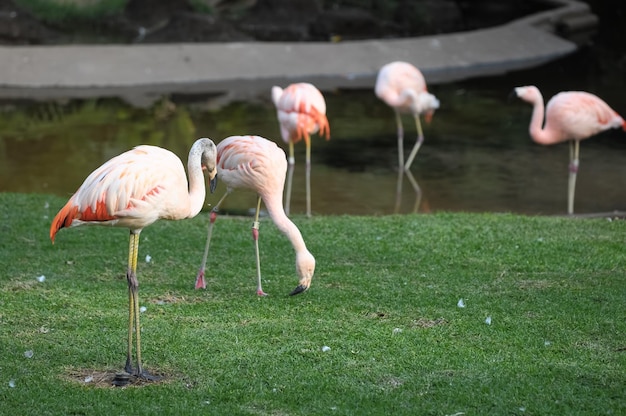 Foto rosa erwachsener flamingo auf einem grasboden