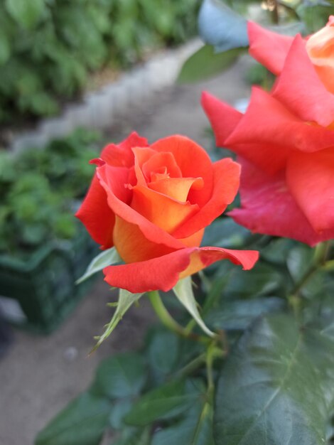 Una rosa es naranja y amarilla.