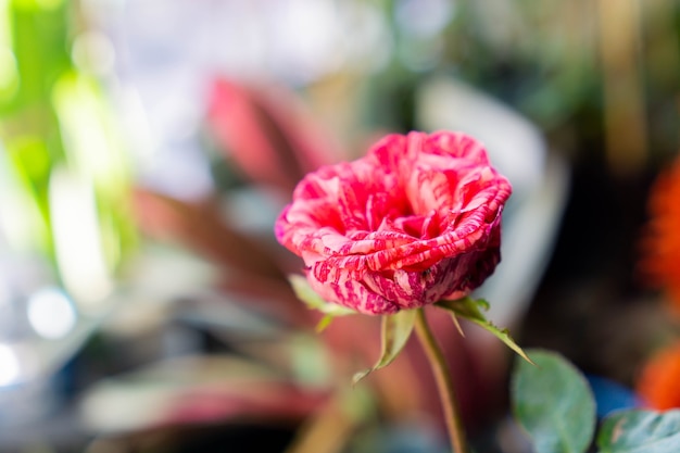 Una rosa es una planta perenne leñosa del género Rosa en la familia Rosaceae
