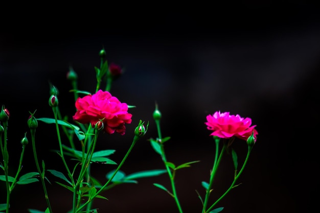 Una rosa es una planta perenne leñosa del género Rosa en la familia Rosaceae